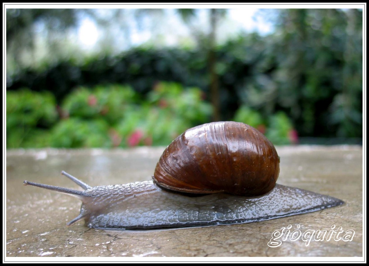 Helix aperta / Cantareus apertus